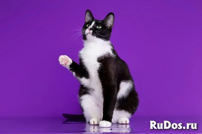 две красотки Кнопа и Триша хотят домой изображение 4