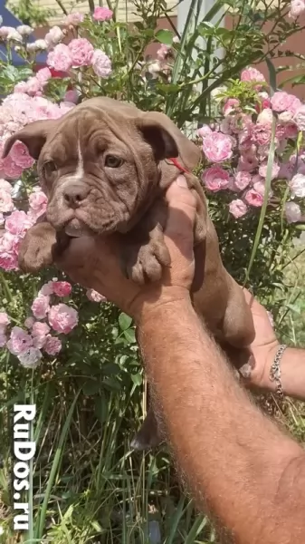 ЩЕНКИ Булли изображение 6