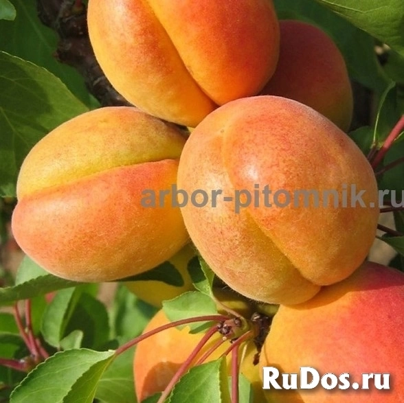 , купить растения изображение 7