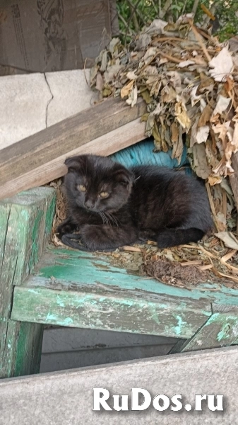 Прекрасные котята фотка