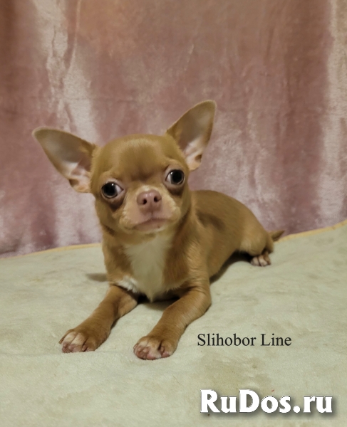 Чихуахуа девочка Лила фотка