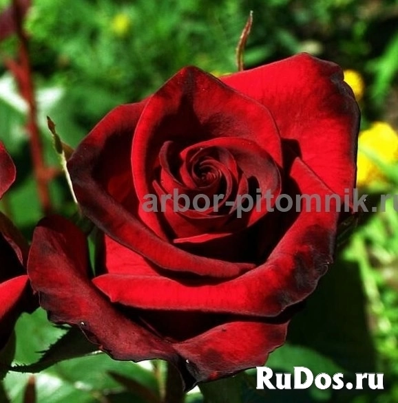 , купить растения изображение 12