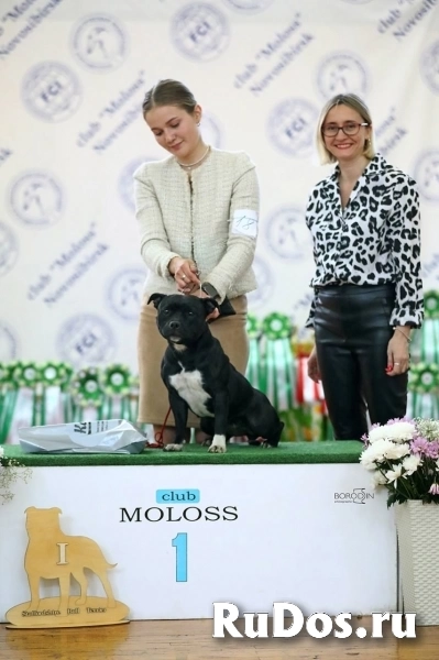 щенки стаффи фотка