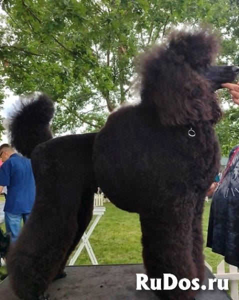Лучший помет крупных пуделей фотка