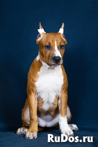 Красивая  девочка аст для души5 ме сяцев изображение 3