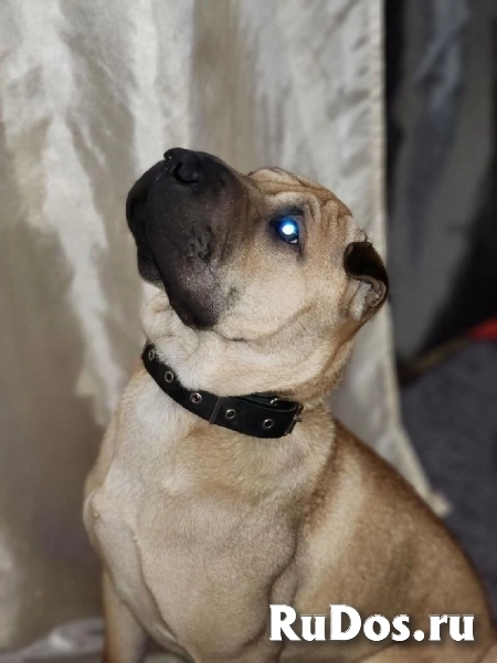 Ищет дом Ирис! изображение 7