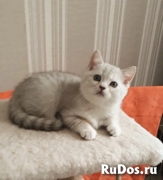 Британский очаровательный котенок изображение 3