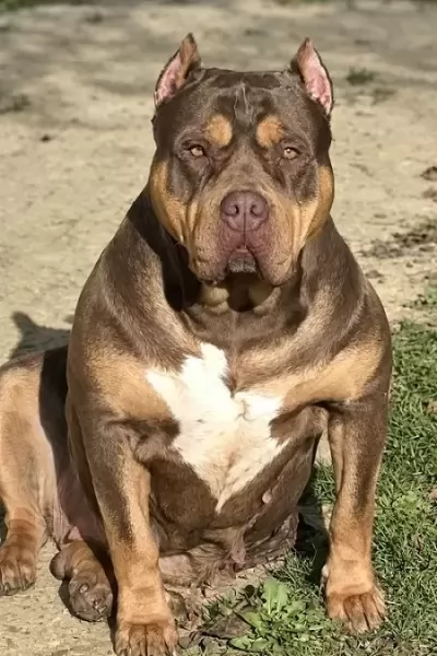 Американский булли XL/XXL изображение 6