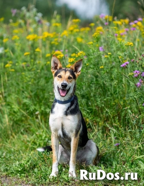 Веселый и жизнерадостный Скай в добрые руки! изображение 3