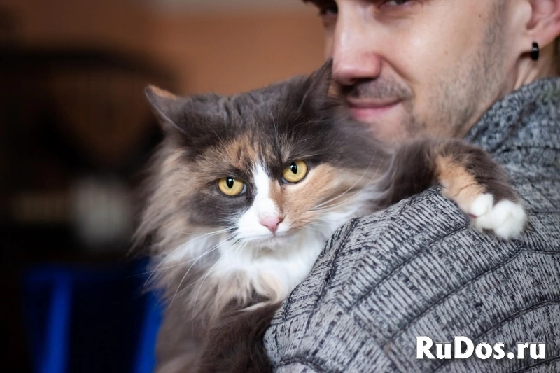 Шикарная кошка Прима в добрые руки изображение 3
