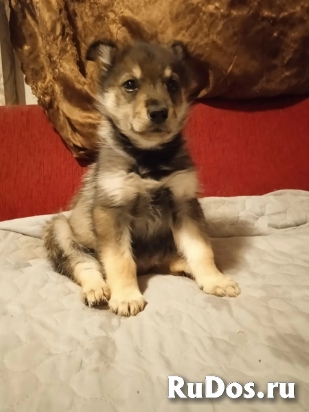 щенки метисы фото