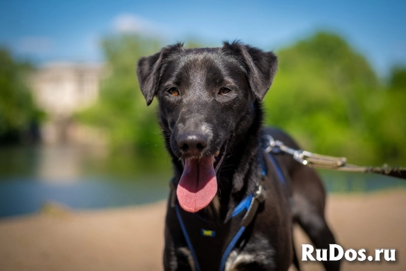 Очаровательная миниатюрная Дея в добрые руки изображение 5