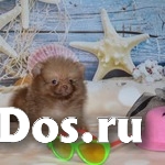 Померанского цверг шпица щенки изображение 7