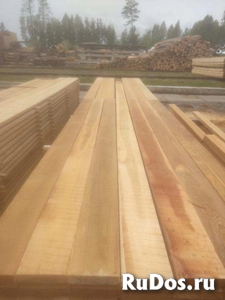 Кедр, лиственница, хвоя, береза продажа оптом. изображение 5