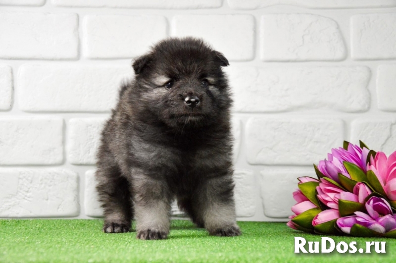 Щенки Кеесхонда (Вольфшпиц) фотка