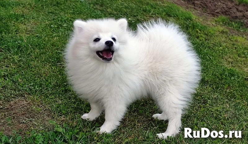 Продам щенков японского шпица изображение 3