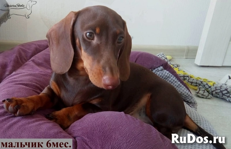 Такса миниатюрная/кроличья - шоколадные щенки/мальчики фотка