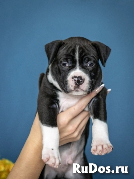 Красивые детки Амстаффтерьера ркф изображение 4