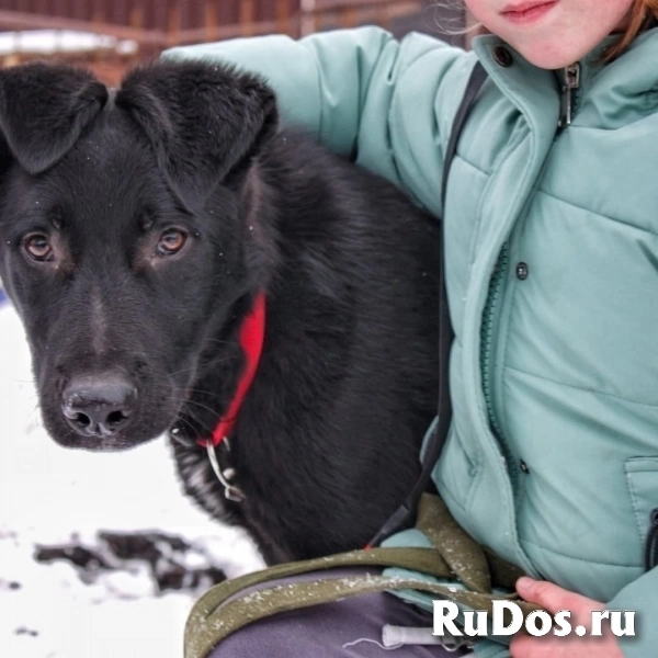 Статный 10 мес щенок Арче в добрые руки! Обожает детей! фотка