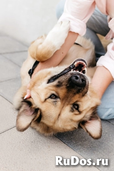 Дынька ждёт своего человека. изображение 4