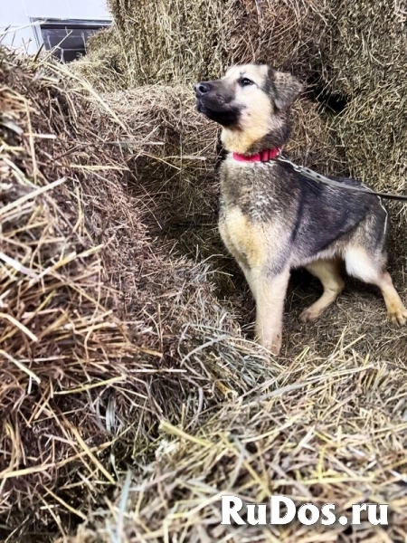 Ищут дом подросшие щенки. изображение 3