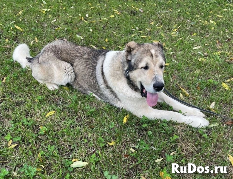 Самый добрый алабай ищет своего человека! изображение 5