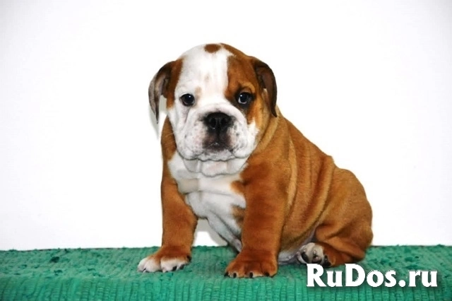 Английский бульдог изображение 3