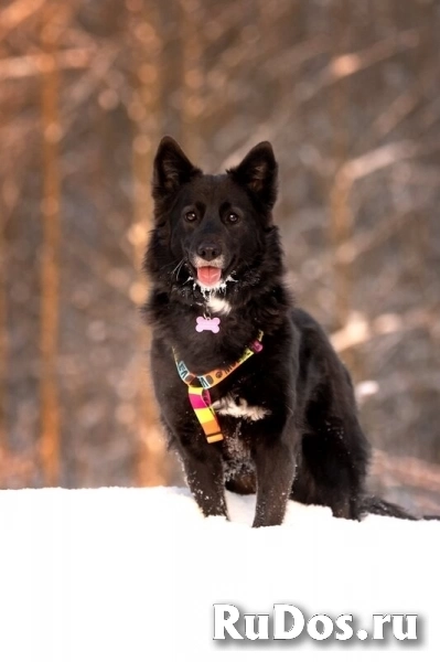 Красавица Рита в добрые руки. фотка