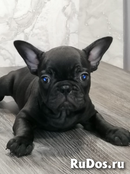 Щенки Французского бульдога редких окрасов фотка