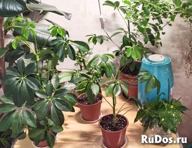 , купить растения фотка