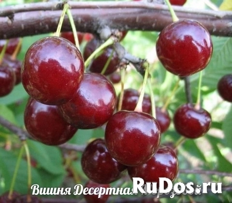 ЛПХ Всеволожский плодопитомник изображение 4