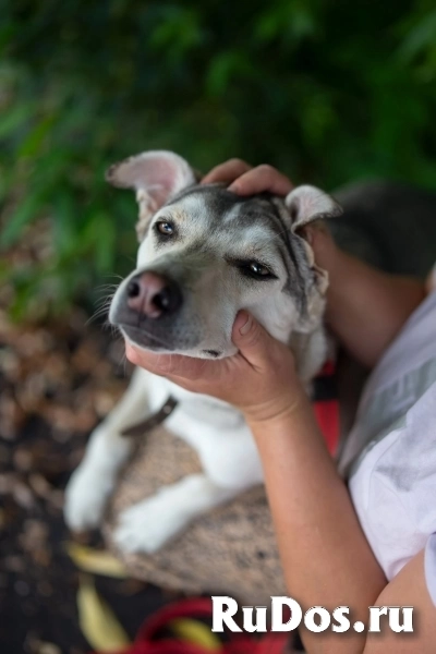 Северная красавица Луна в добрые руки изображение 4