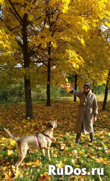 Молодая, умная, активная собака Груша в самые добрые руки! изображение 10