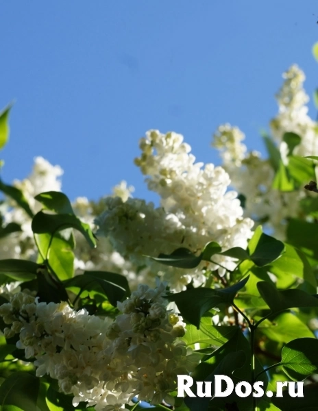 , купить растения фотка