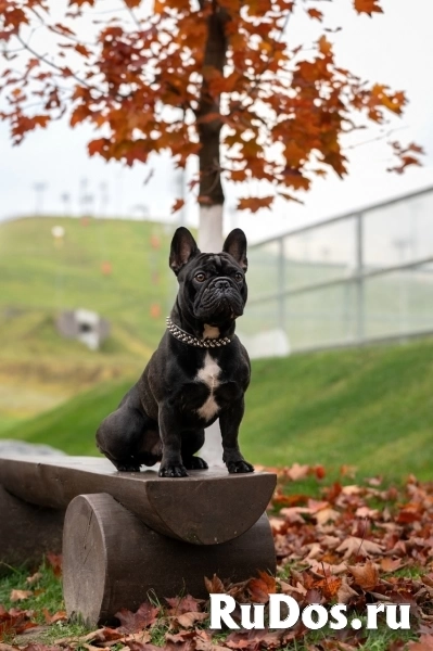 Французский бульдог очень дружелюбный и воспитанный парень готов для вязки! изображение 4