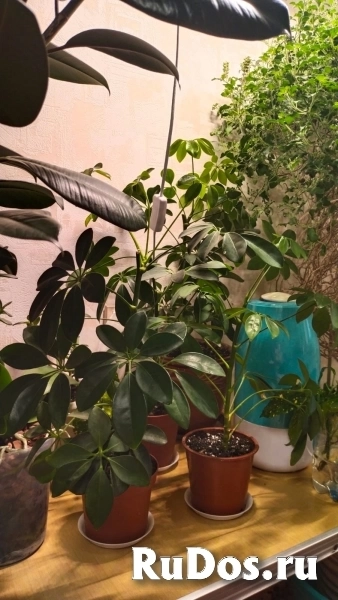 , купить растения изображение 3