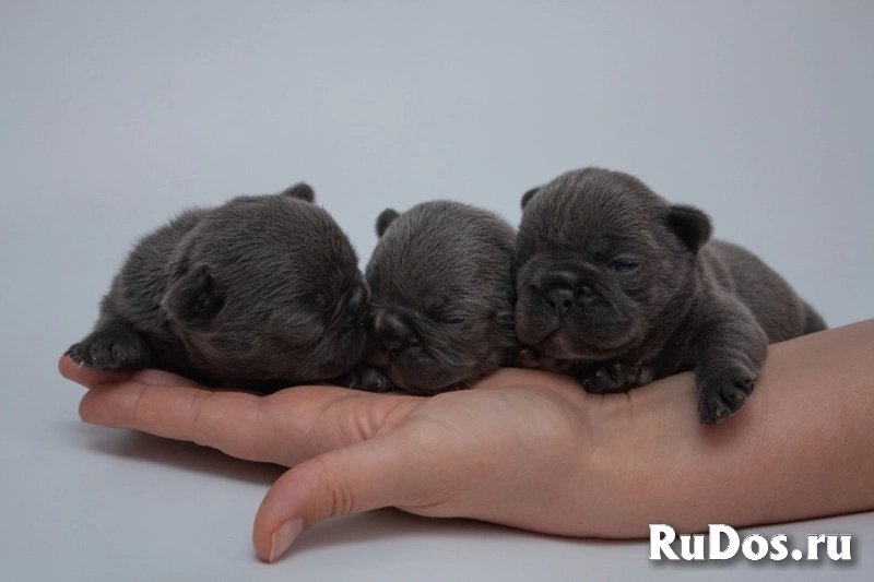 Замечательные девочки щенки французского бульдога фото