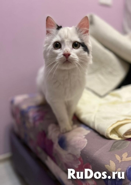 Качественные котята в добрые руки! фото