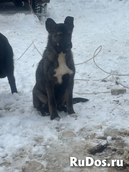 Щенки 6 месяцев помесь ВЕО изображение 3