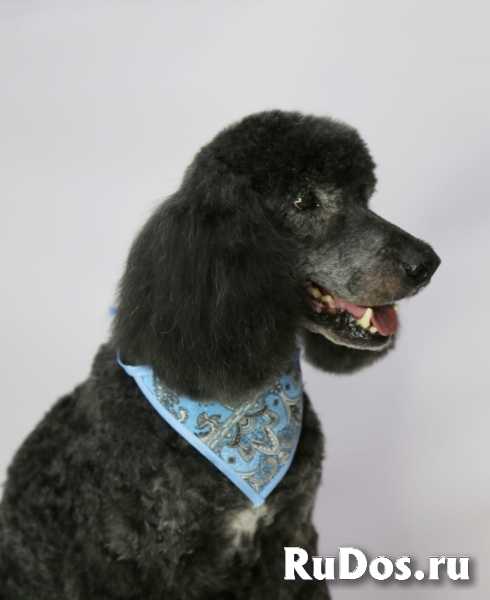 Почти Король пёс Вилли в добрые руки изображение 5