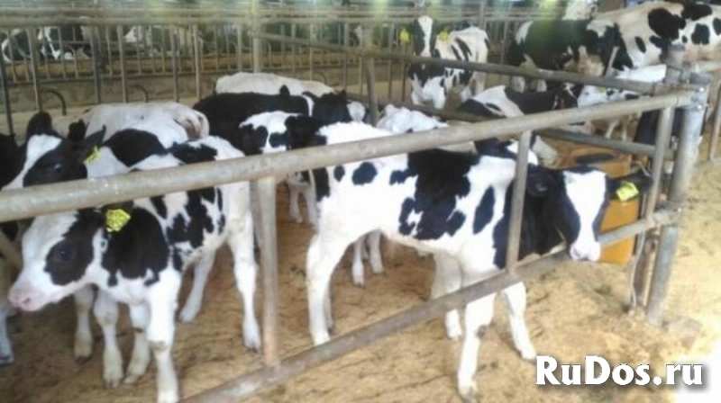 Телята бычки и телочки мясной породы доставка бесплатно изображение 3