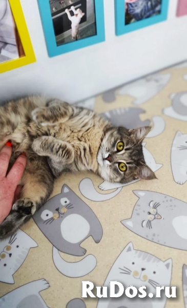 Кошечка красавица ищет семью фотка