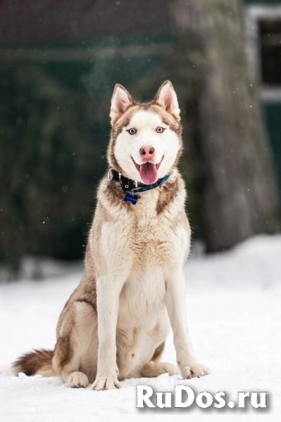 Красавчик хаски Харт в добрые руки изображение 3