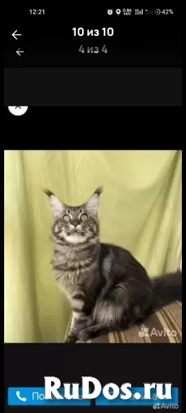 котята породы мейн-кун изображение 11