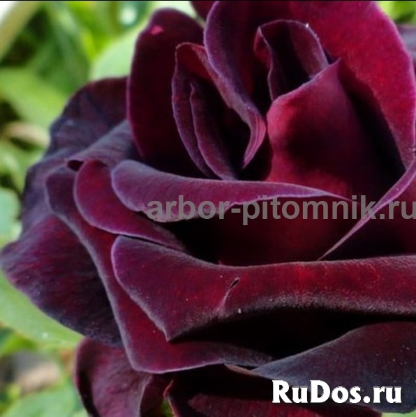 Саженцы кустовых роз из питомника, каталог роз в большом ассортим изображение 12