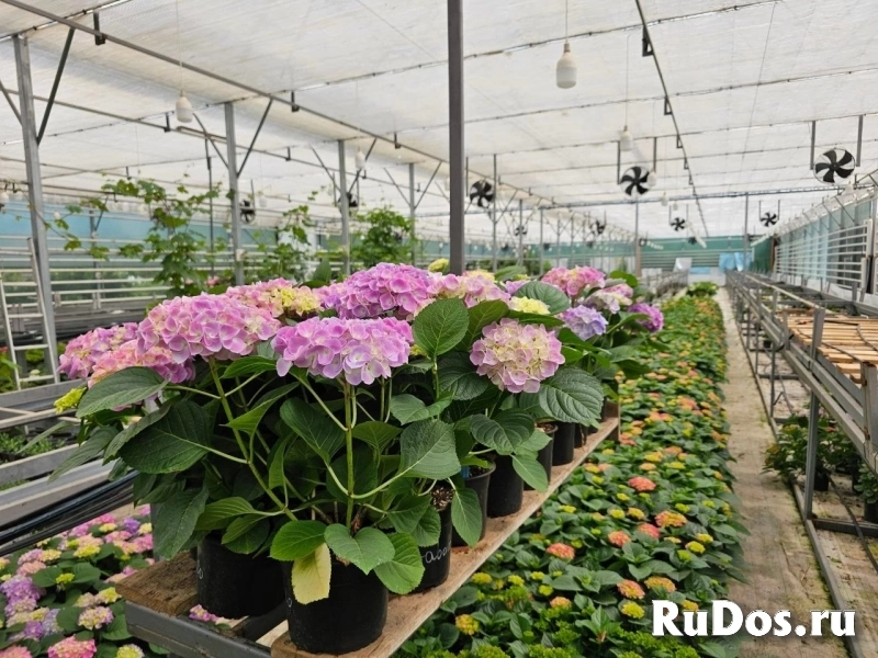 Гортензия цветущая изображение 5