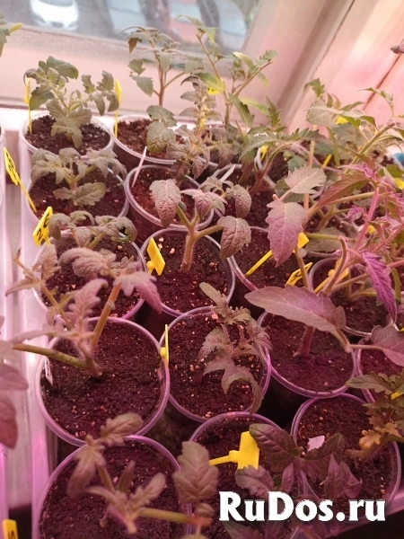 Рассада Гномы Дварф изображение 4