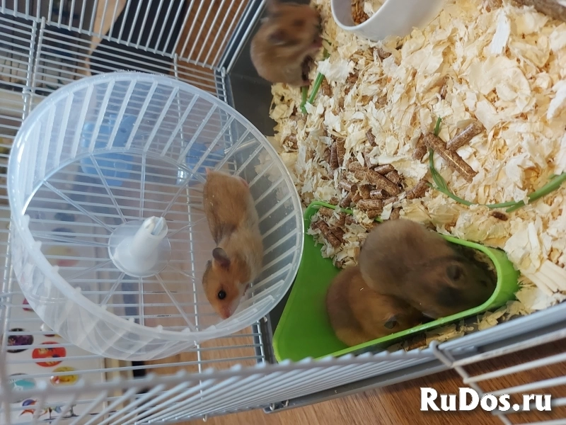 Сирийский хомяк изображение 7