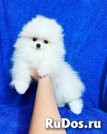 Щенки померанского шпица ищут новый любящий фотка