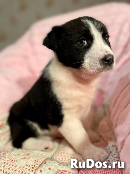 Милая малышка Мая в самые добрые руки! изображение 4